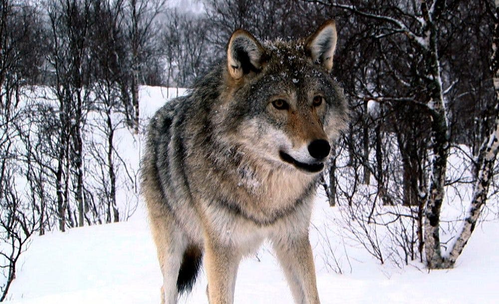 Logran fotografiar a un lobo gris