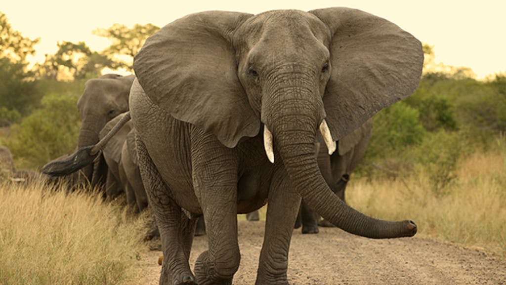 Botswana elefantes