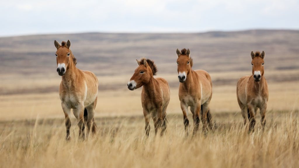 chernobyl caballos salvajes