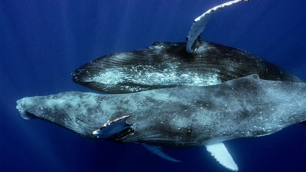 ballenas jorobadas apareandose