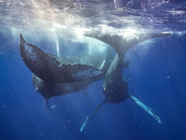 La Pacific Whale Foundation, una organización sin ánimo de lucro con sede en Maui, ya había nombrado e identificado a los dos machos implicados en el suceso.