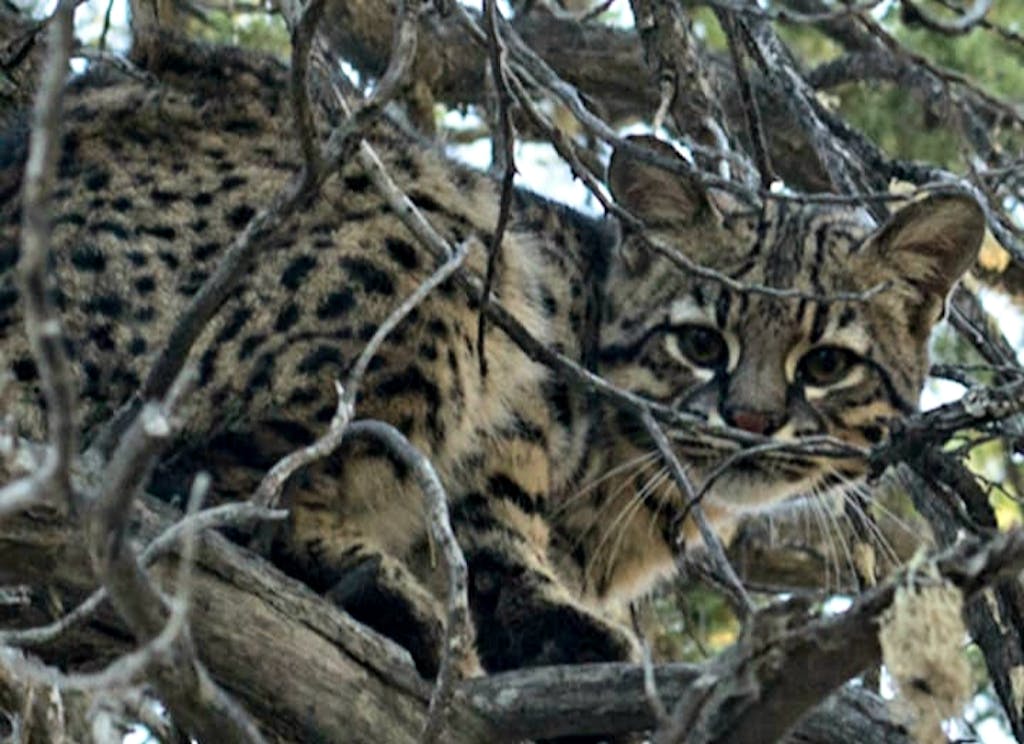 Gato montés registrado en el Parque Nacional Lanín