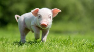 Animales más inteligentes como el cerdo