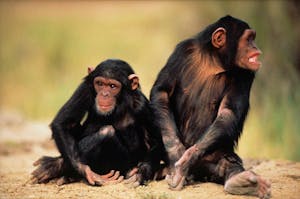 Animales más inteligentes como el chimpancé