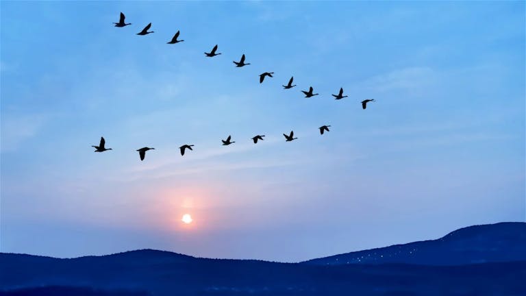 ¿Sabías por qué las aves vuelan en forma de v?