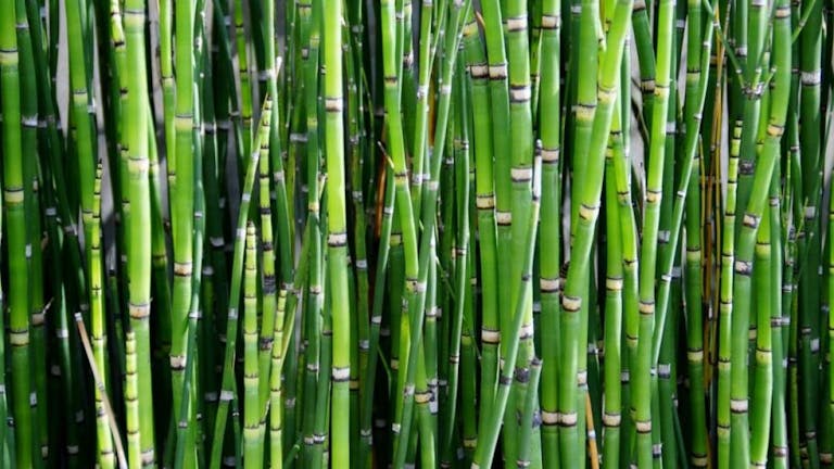 ¿Sabías que el bambú puede proporcionar las mismas proteínas que la leche de vaca?