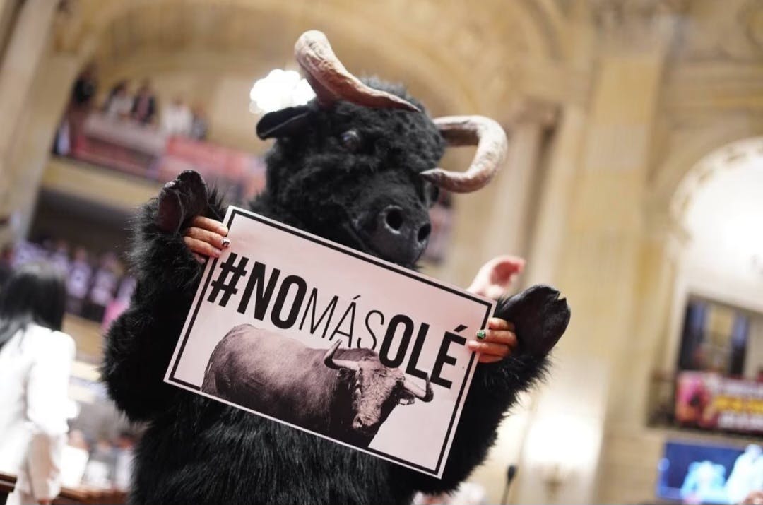 Senado aprobó en segundo debate proyecto que prohíbe las corridas de toros en Colombia 