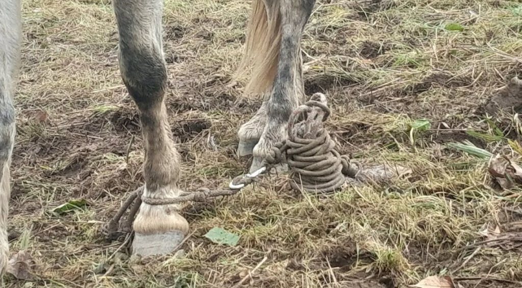 Maltrato animal con un caballo en España sin poder moverse, sin comida ni agua