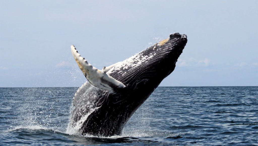 Las ballenas alargaron su vida para proteger a sus nietos