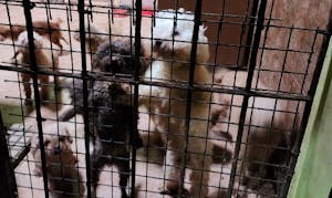La justicia argentina falló por primera vez condenando al dueño de un criadero ilegal de perros por crueldad animal