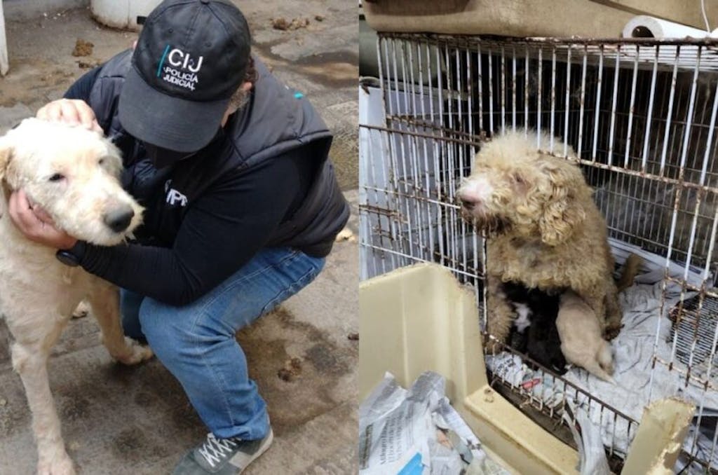 Fallo histórico con la condena del dueño de un criadero ilegal por crueldad animal
