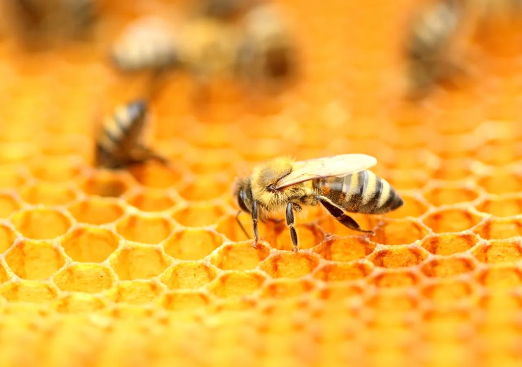 las abejas