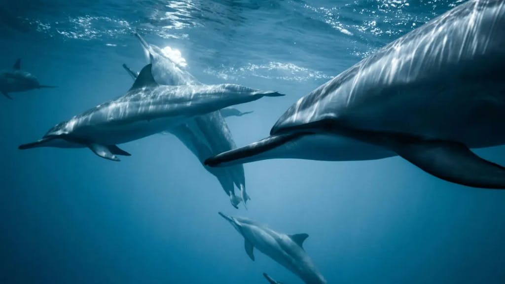 los delfines