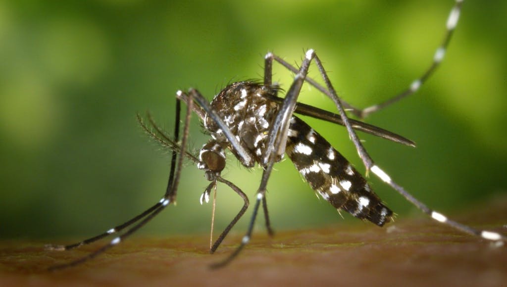 mosquito del dengue