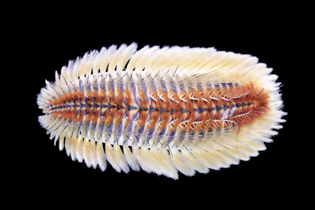 Nueva especie de gusano descubierto en el fondo marino en Costa Rica