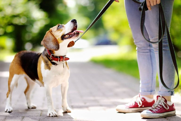 Cuáles son las consecuencias por no sacar a pasear a un perro