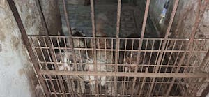 Perros rescatados del criadero ilegal en la Ciudad de Buenos Aires