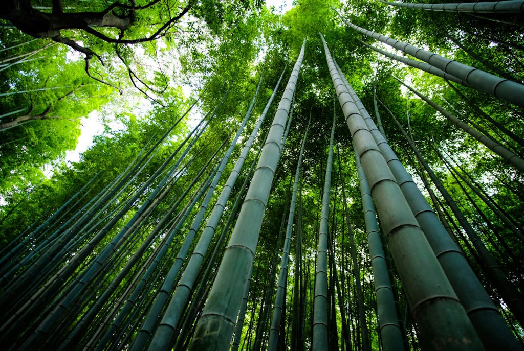 filtro de bambú para eliminar el arsénico del agua
