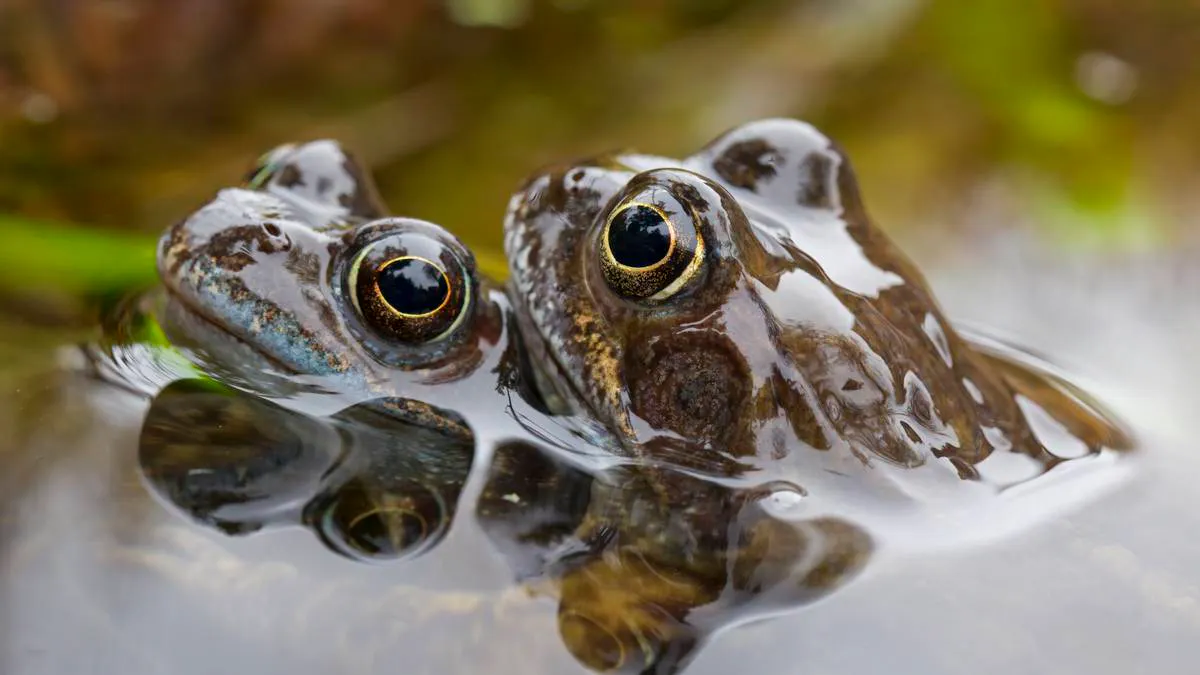 ¿Sabías que las ranas hembras guiñan el ojo a los machos para seducir?