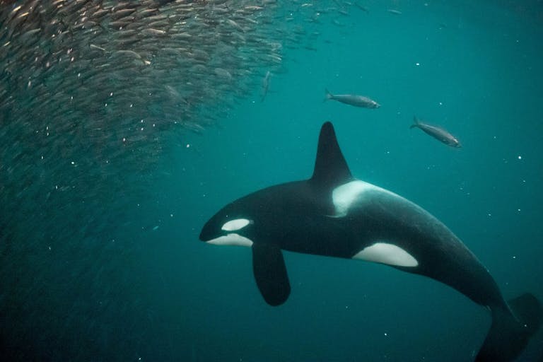 Misteriosas orcas aprenden nuevas y letales técnicas de caza