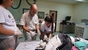 Cóndor rescato es atendi en Fundación Temaiken para su rehabilitación