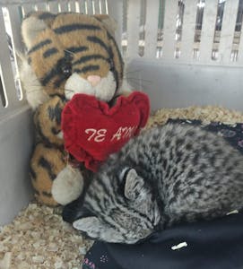 Gato montés rescatado, que realiza su rehabilitación para ser liberado