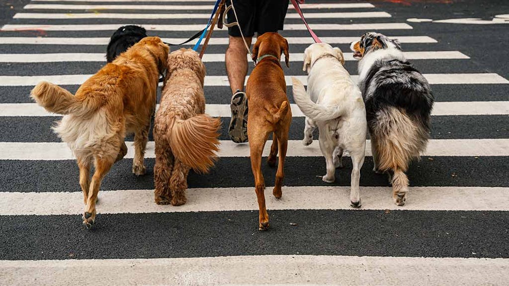 En Nueva York viven más perros que niños