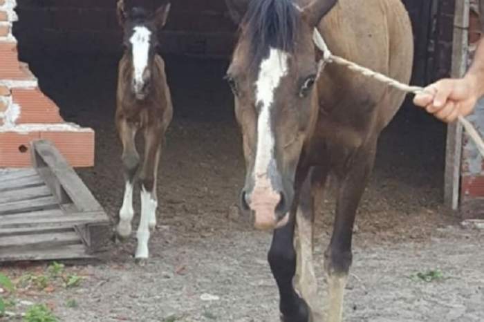 Roban caballos en Corrientes para luegos faenarlos y hacer choripanes