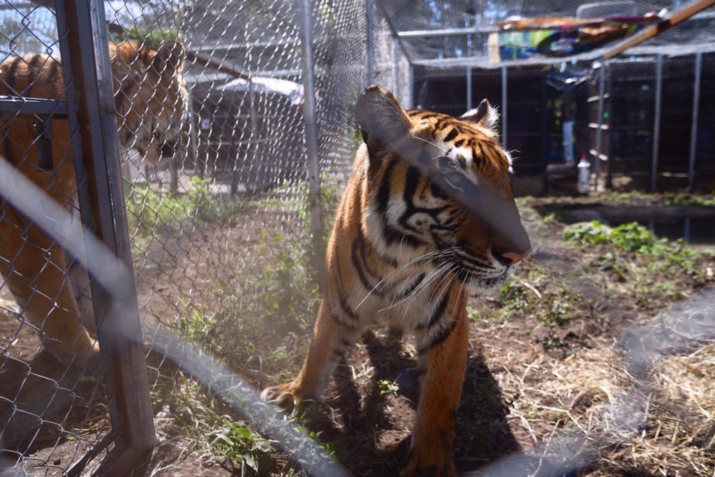 Trasladan a Sudáfrica a 17 felinos rescatados en circos