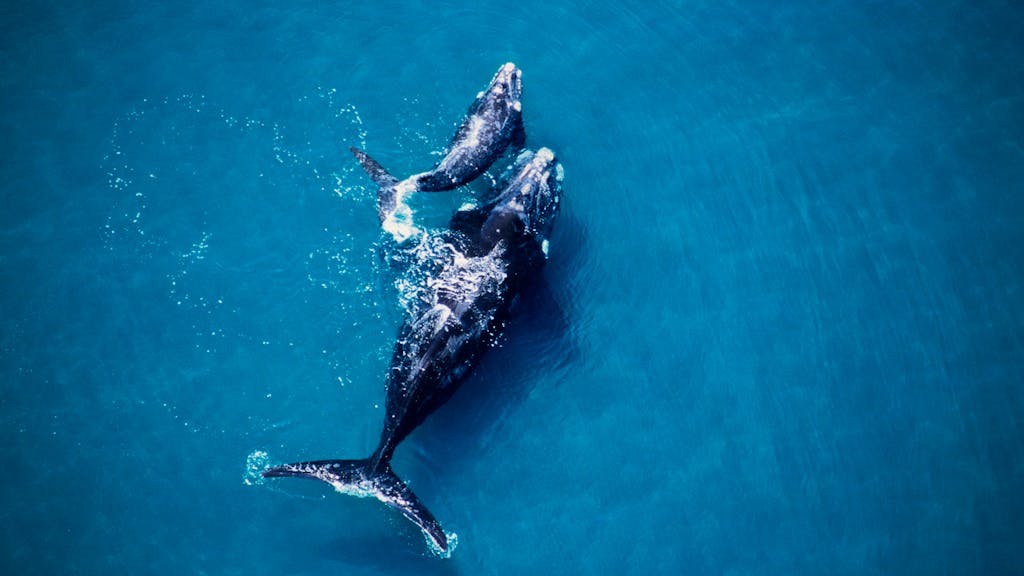 Ballenas en el Mar Argentino en la zona de perforación exploratoria