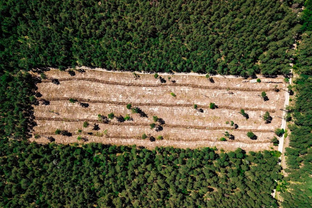 Argentina deforestó