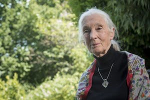 Jane Goodall cumple 90 años, una vida dedicada a estudiar el comportamiento de los chimpance