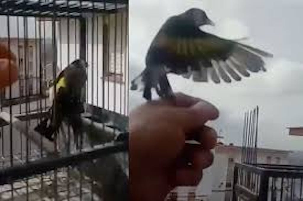 Liberó a sus pájaros