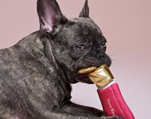 Los perros se entretienen jugando con los peluches de la línea de cosméticos de Selena Gómez