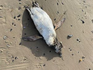 Uno de los ejemplares encontrado sin vida en la costa de Mar del Plata