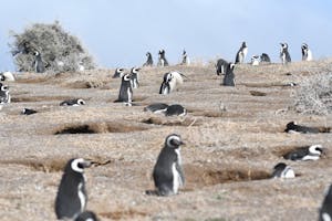 Reserva Natural Punta Tombo es la reserva continental más importante del mundo