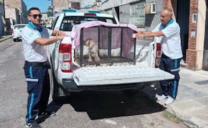 Rescate de perros en Rosario