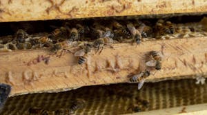 En Argentina, la principal producción de la apicultura es la miel, que se exporta en un 95%. En otros países, la mayor explotación es el servicio de polinización. FOTOS: CONICET Fotografía/ Rayelen Baridon.