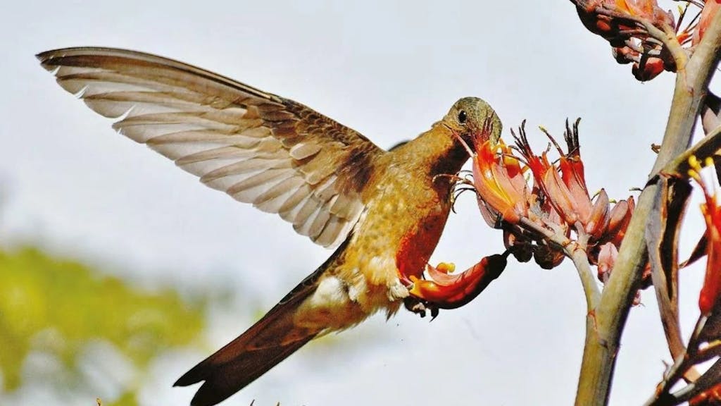 colibrí gigante
