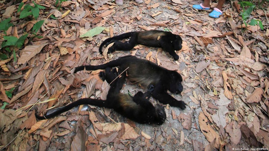 Monos aulladores caen muertos de los árboles en México