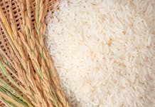 producción de arroz