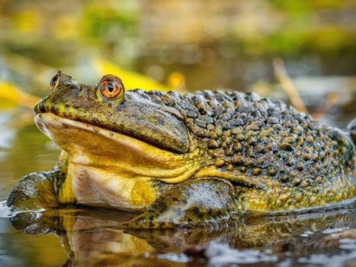 Buscan salvar la rana gigante chilena de la extinción