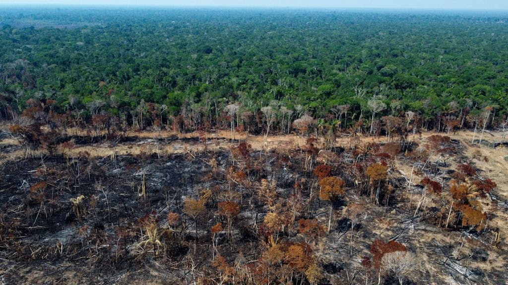 deforestación en Brasil