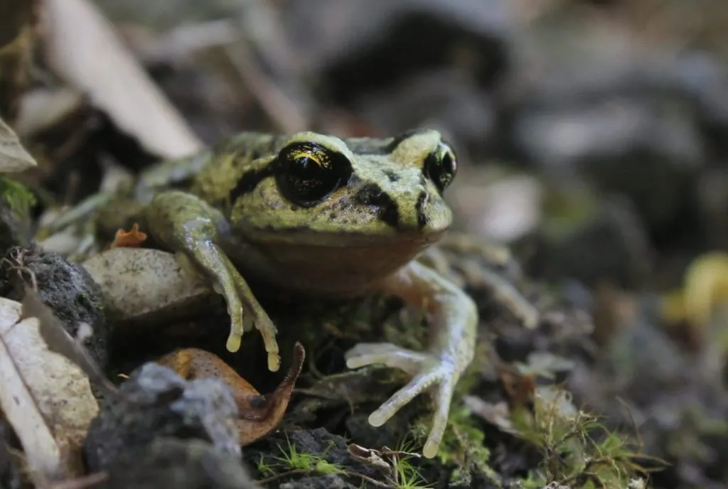 Nace el primer santuario de ranas de Chile en la Región de Los Lagos