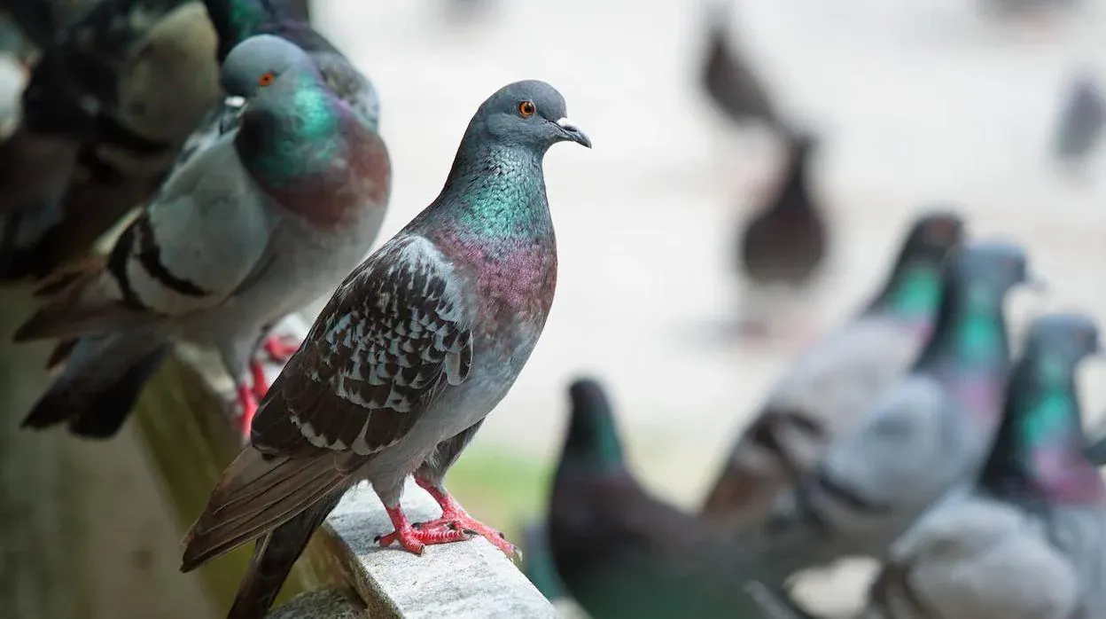 Picazuro pigeons