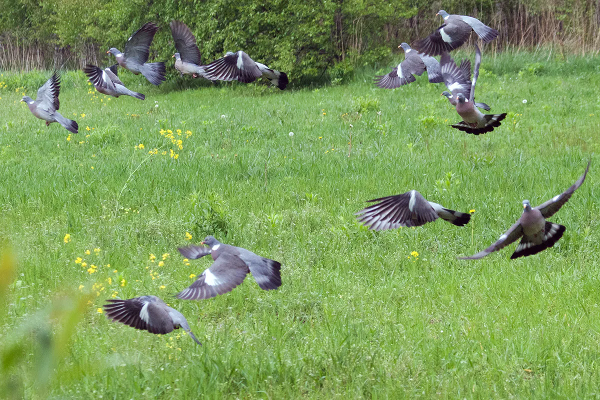 Picazuro pigeons in urban environments